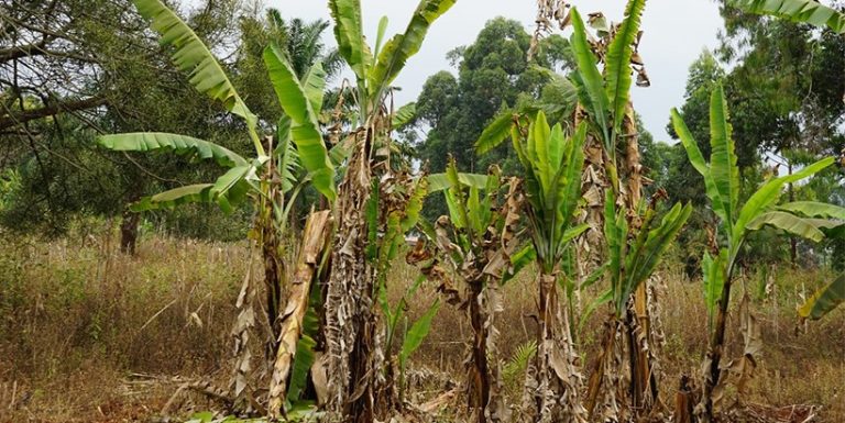 Bunchy Top Disease Emerges As New Threat To East African Bananas Banana Bunchy Top Disease